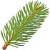 Fir needle